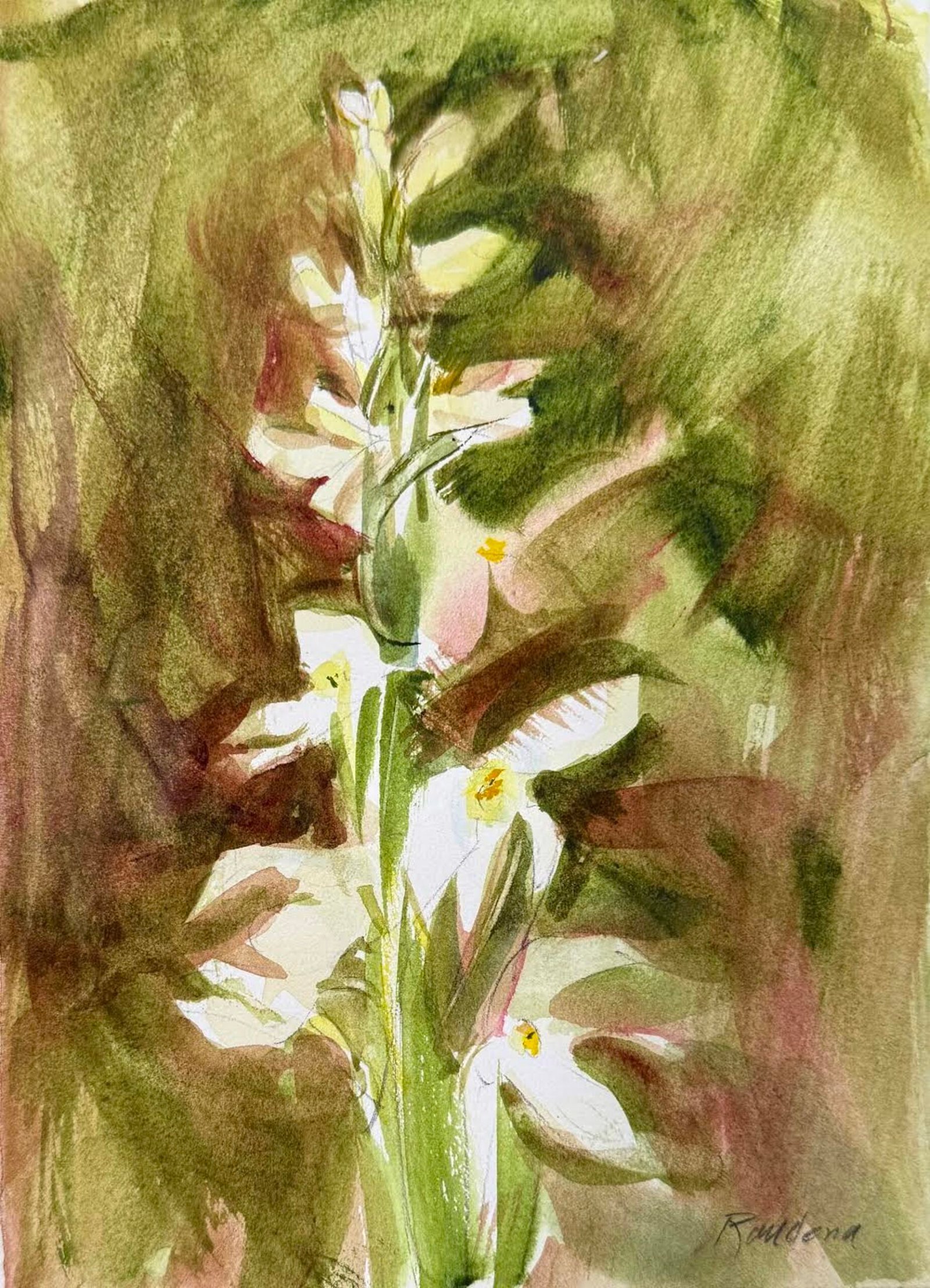 Bog Orchid