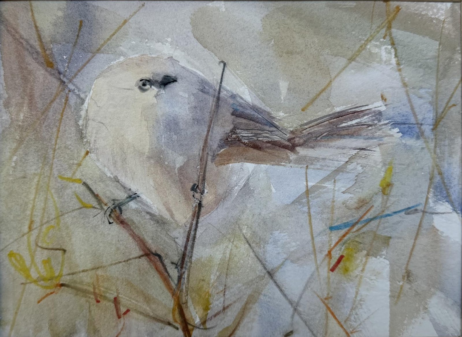 Bushtit 2