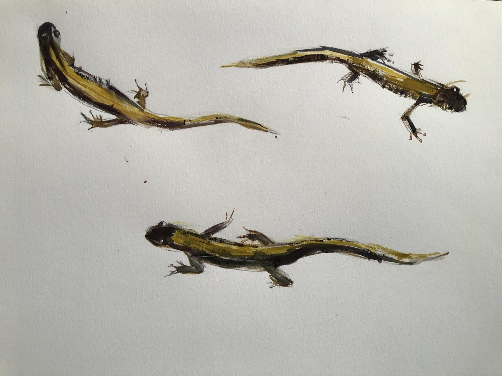 Long Toed Salamanders Studies