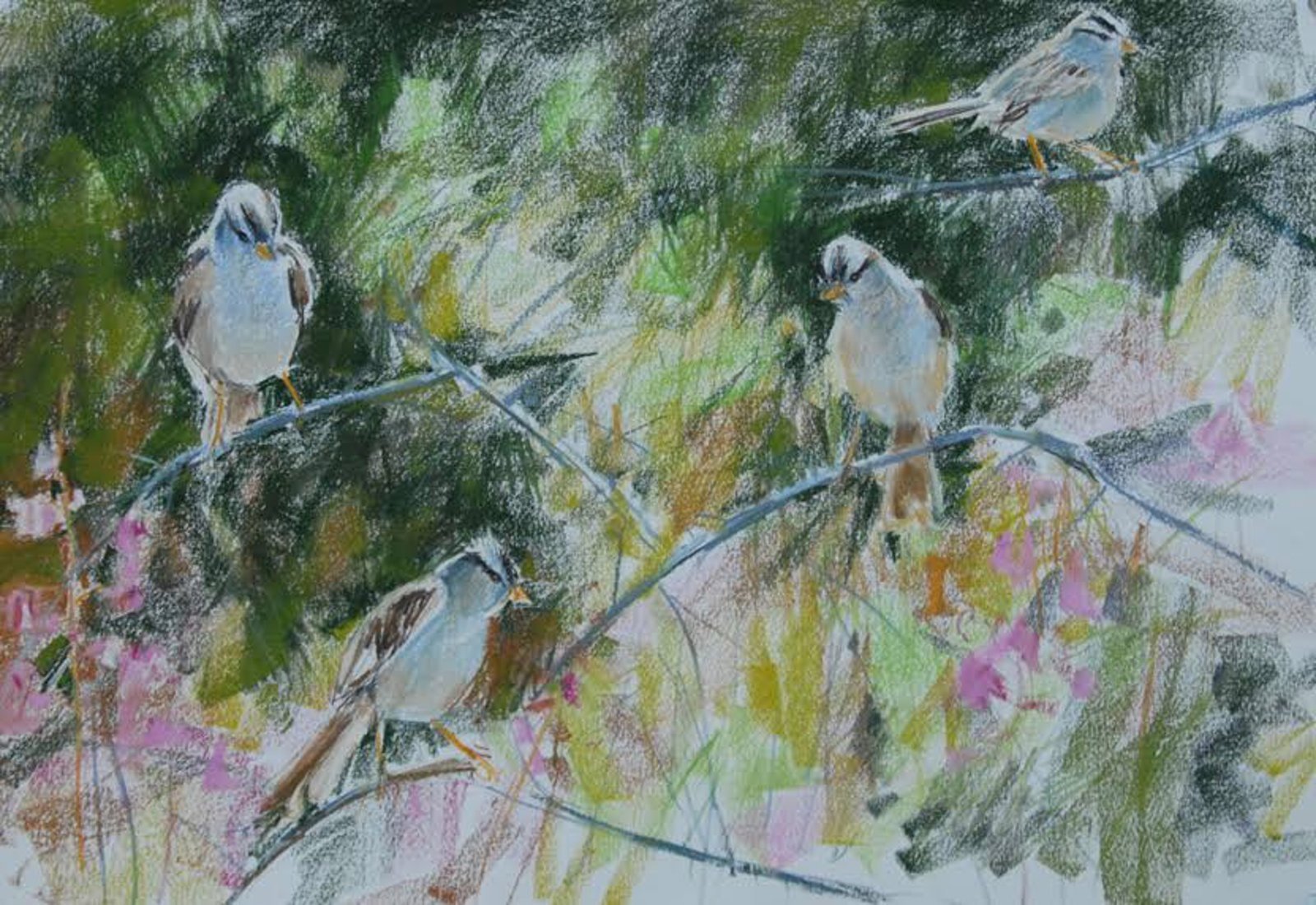 White Crowned Sparrows